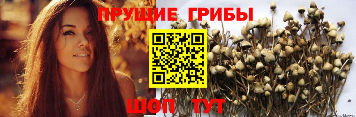 Псилоцибиновые грибы мухоморы Вышний Волочёк